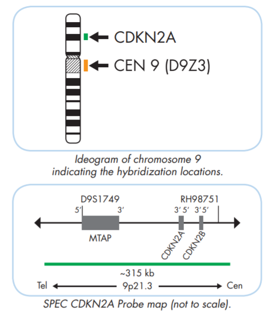 CDKN2A deletion